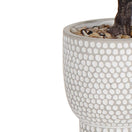 Switch Green 53cm Olive Artificial plant in Grey Ceramic Pot 3 image