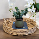 Switch Candlelight Green 18cm Chinese Money Artificial plant in Green Ceramic Pot 2 image