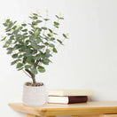 Switch Green 62cm Eucalyptus Artificial plant in Natural Ceramic Pot 2 image