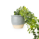 Switch 50cm Eucalyptus Artificial plant in Grey Ceramic Pot 2 image