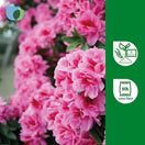 Switch Verve Ericaceous Peat-free Compost 50L 2 image